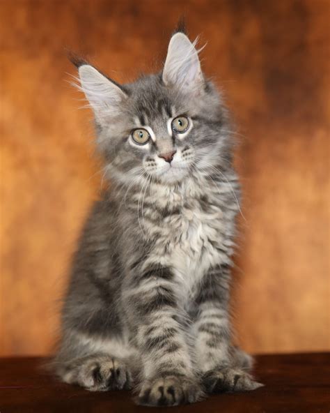 Maine Coon Adoption: Maine Coon Kitten For Sale。